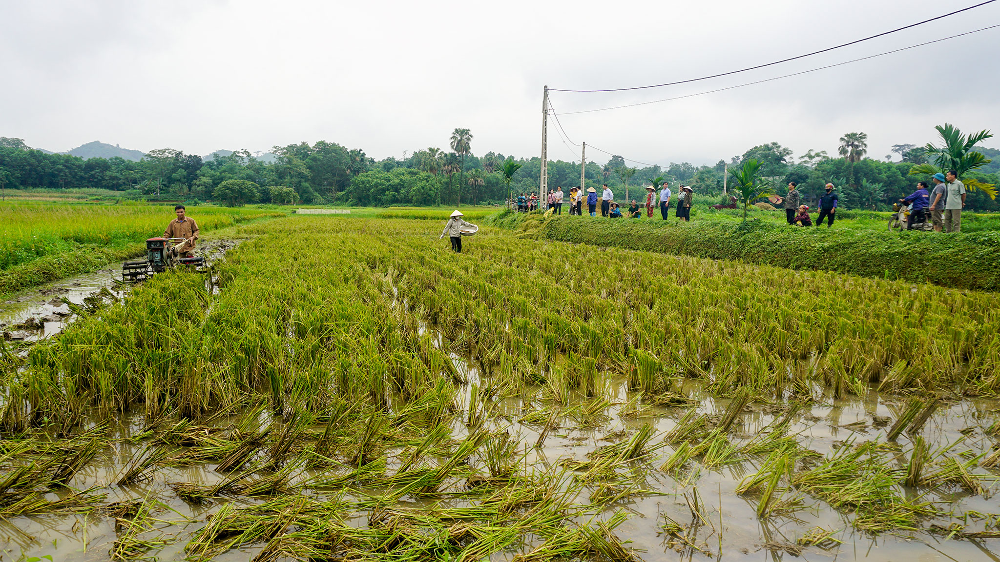 Triển khai Mô hình sản xuất lúa ứng dụng tiến bộ kỹ thuật gắn với tăng cường sử dụng phân bón hữu cơ nhằm bảo vệ, phát triển đất trồng lúa trên địa bàn tỉnh